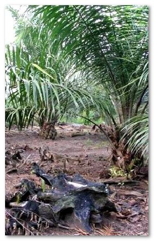 afrizal2.jpg afrizal2.jpg